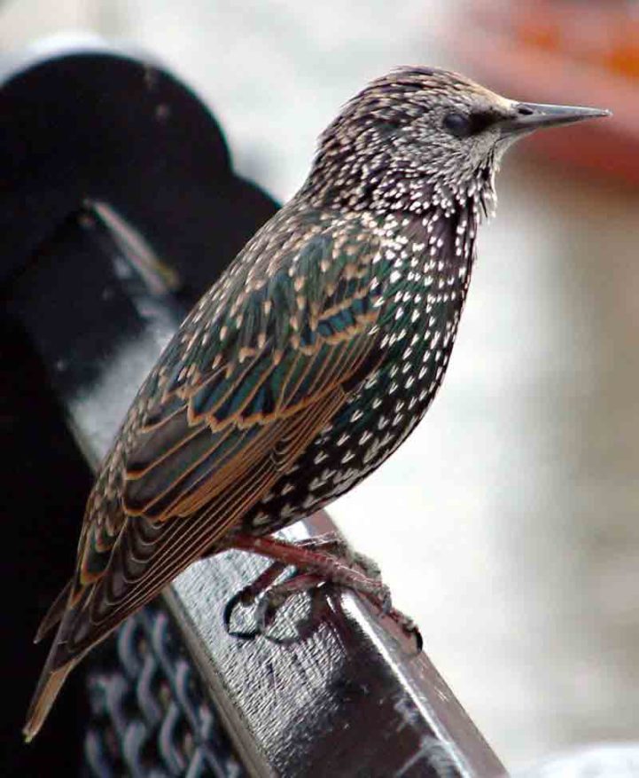 Photograph of a Common Starling (''Sturnus vulgaris'') - an immature female apparently Taken by user PaulLomax in London. Copyright asserted - [http://www.paullomax.org/photography/ contact him] for other licensing. {{cc-by-sa-1.0 	